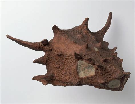 Fossilised Anapsid Skull Photograph by Dorling Kindersley/uig - Fine ...