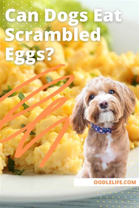 Can Dogs Eat Scrambled Eggs? (Complete Egg Guide For Canines) - Oodle Life