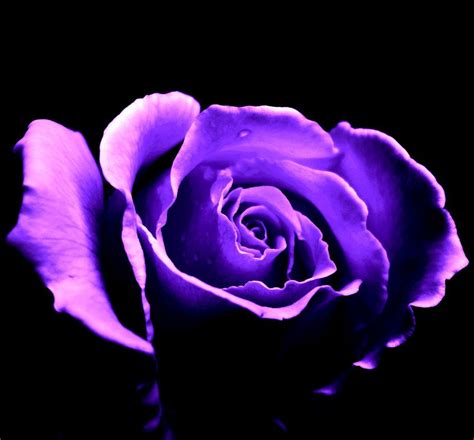 🔥 [50+] Dark Purple Roses Wallpapers | WallpaperSafari