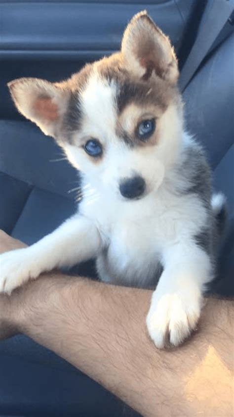 Miniature Siberian Husky Puppies For Sale | Dickson City, PA | Husky ...