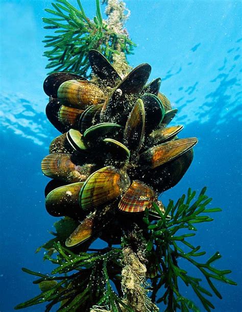 Mengenal Biota Laut Perna viridis, Kerang Hijau Berprotein Tinggi yang ...