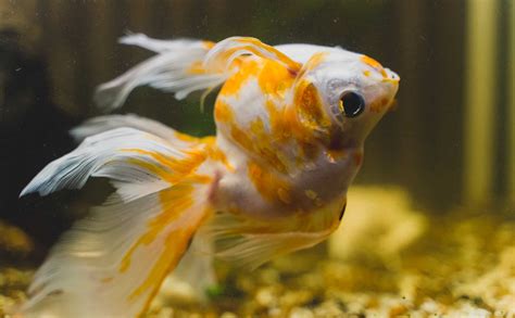 Ammonia Fish Burns: Prevention, Symptoms, and Treatment