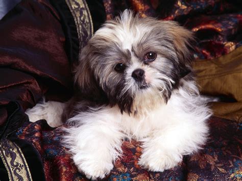 Shih Tzu Puppies : February 2015