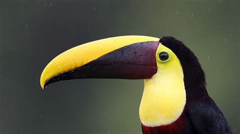 Wallpaper Toucan close-up, bird, beak 1920x1200 HD Picture, Image