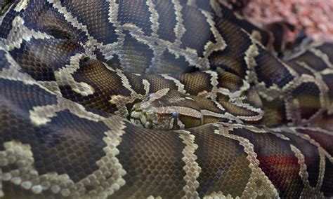 Burmese rock python | Smithsonian's National Zoo and Conservation ...