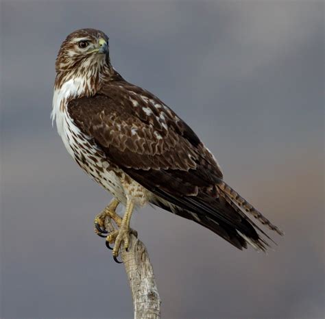 Red-tailed Hawk | San Diego Bird Spot