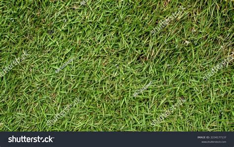 Latar Belakang Rumput Hijau Tekstur Rumput Stock Photo 2234177137 ...