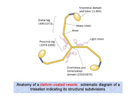 Anatomy of a clathrin-coated vesicle: schematic diagram of a triskelion ...