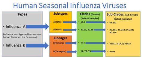 Influenza: Types, Treatment, and Prevention | CareerCert