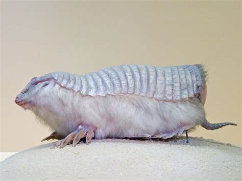 Pink Fairy Armadillo Wallpapers - Wallpaper Cave