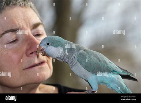 Quaker parrot hi-res stock photography and images - Alamy