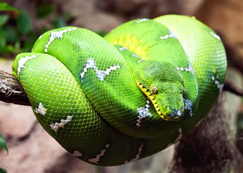 46 Emerald Tree Boa Facts: Both Species Guide (Jewel of the Amazon ...