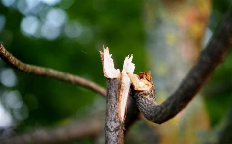 How to Assess a Damaged Tree from Chicago Winter | Platt Hill Nursery ...