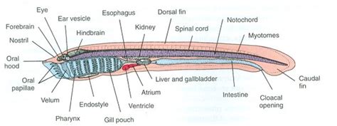 Hagfish Anatomy