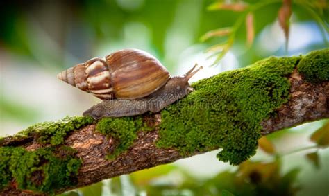 Snail in natural habitat stock photo. Image of crawl - 28101906