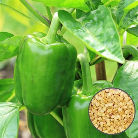 Premium Quality Capsicum Seeds for Home Gardening