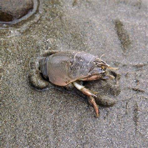 Can You Eat Sand Crab? Everything Explained - Tastylicious