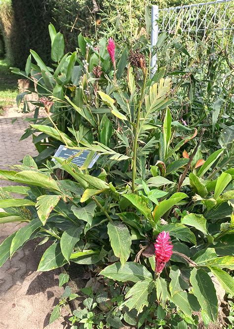 Alpinia purpurata