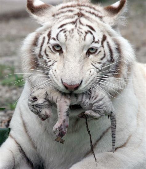 tigers | Animals beautiful, Baby animals, Animals wild