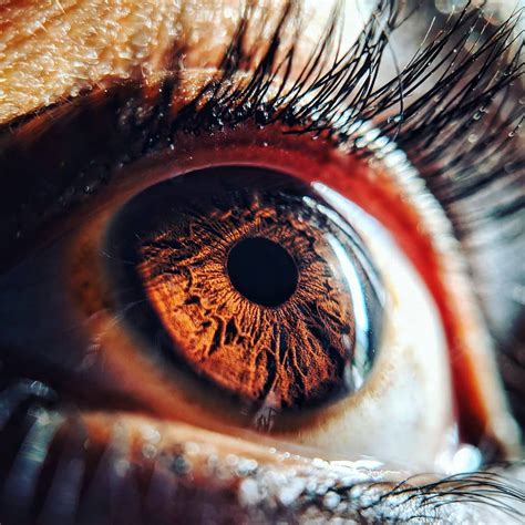 Close up shot of a human eye. : r/BeAmazed