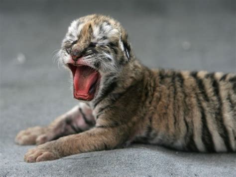 Adorable Newborn Tiger Cubs' First Days Of Life At Columbus Zoo: Watch ...