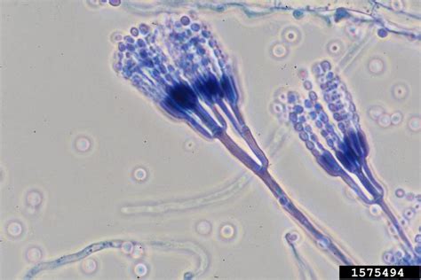 Penicillium fungi (Genus Penicillium)