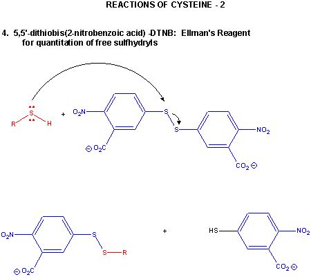 Reactions of Cysteine