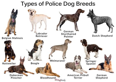 Types of Poice Dogs and Pictures | 101DogBreeds.com