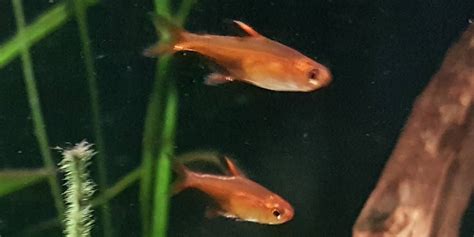 Ember Tetra - A Bright Peaceful Nano Fish | Practical Aquariums