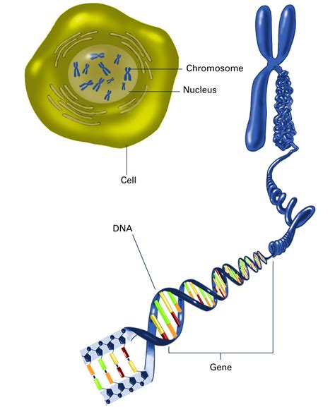 Genetics