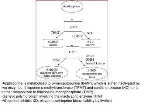 Azathioprine Mechanism Of Action Pdf - slidesharetrick