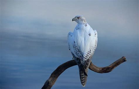 theraptorcage:White morph Gyrfalcon - Tumblr Pics