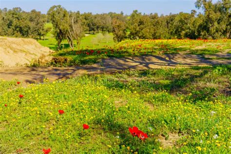 Red Anemone Flowers, Gerar Valley, Beeri Forest, Northern Negev Desert ...