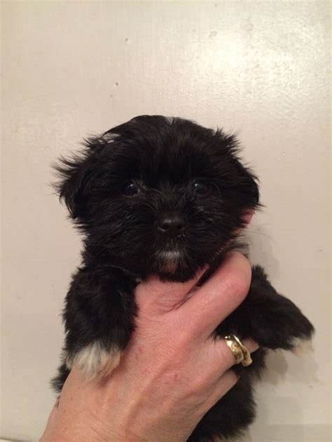 Black Maltese puppies ready now! | Bristol, Bristol | Pets4Homes