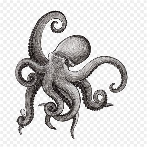 Octopus Drawing Squid Kraken Cephalopod - Octopus Drawing Png Clipart ...