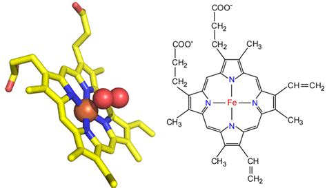 CHEM 245 - Myoglobin