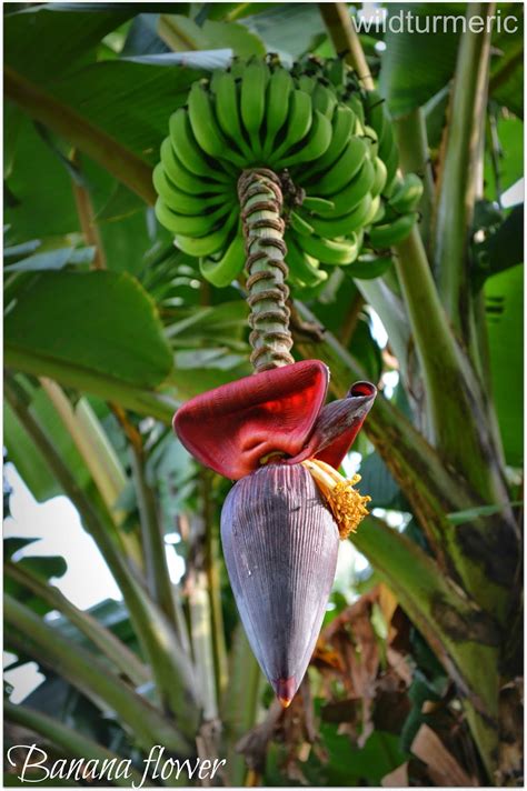 5 Top Health Benefits of Banana Flower | Banana Blossom - Wildturmeric