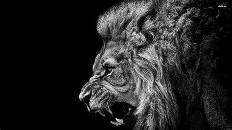 Angry Lion Laptop Wallpapers - Top Free Angry Lion Laptop Backgrounds ...