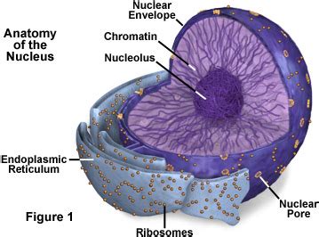 Molecular Expressions Cell Biology: The Cell Nucleus