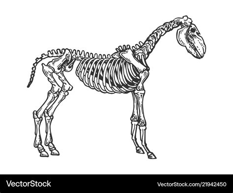 Horse animal skeleton engraving Royalty Free Vector Image