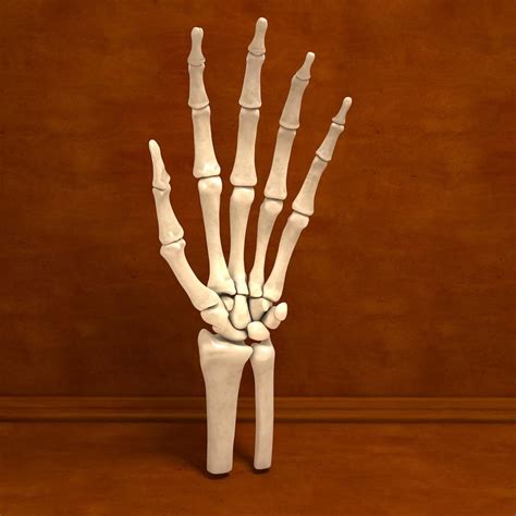 Ultimate Human Hand Bones Anatomy 3D Model #AD ,#Hand#Human#Ultimate# ...