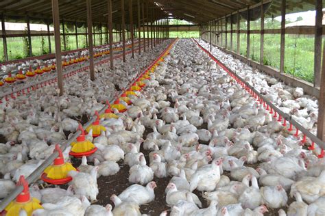 Picture of the day: “A large scale poultry farm” | Ministry of Agriculture