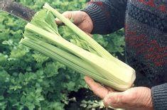 Celery in allergy-labelling update | Article | Fruitnet