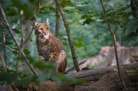 Free Photo | Beautiful and endangered eurasian lynx in the nature ...