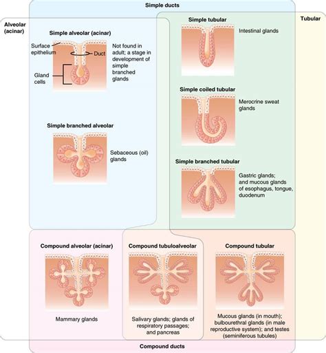 Structure of glands - Exocrine - Endocrine - Histology - TeachMePhysiology