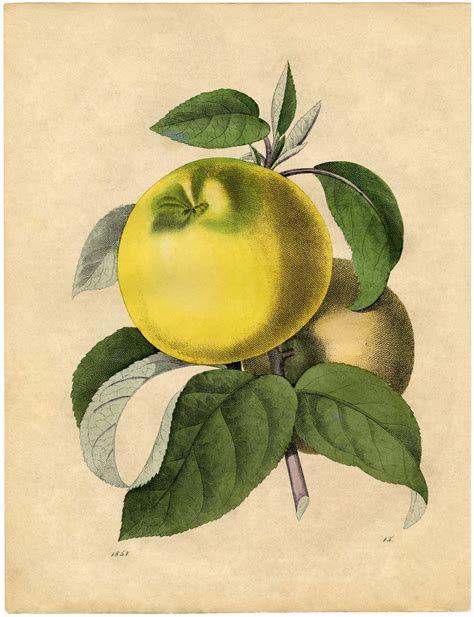 Free Botanical Art Prints - Apples - The Graphics Fairy