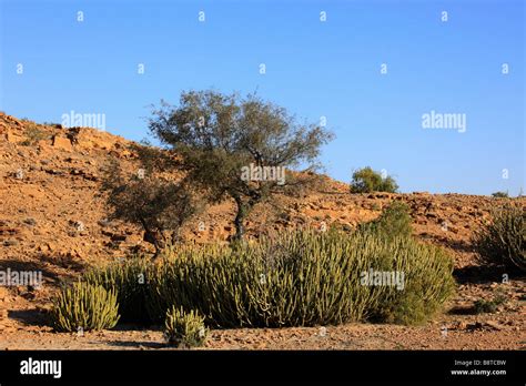 India Rajasthan Thar Desert desert vegetation scenery Stock Photo - Alamy