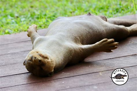 Otter dad sleeping soundly on its back is a rainy weather mood ...