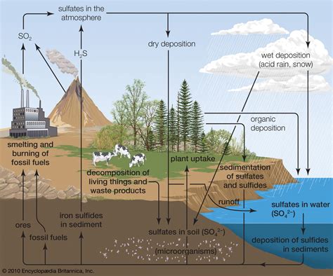 Biogeochemical cycle | Definition & Facts | Britannica