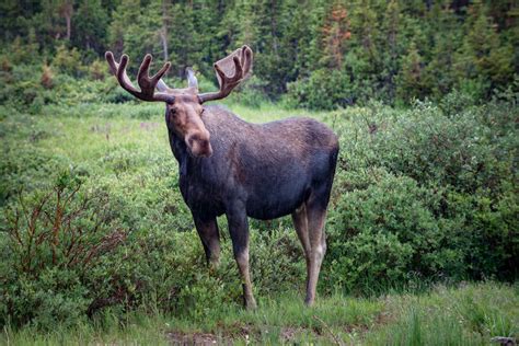 All About Moose Antlers